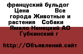 француский бульдог › Цена ­ 40 000 - Все города Животные и растения » Собаки   . Ямало-Ненецкий АО,Губкинский г.